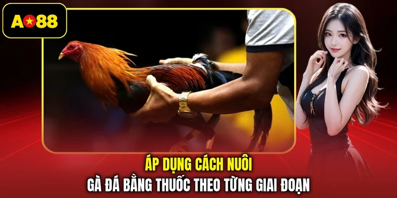 Áp dụng cách nuôi gà đá bằng thuốc theo từng giai đoạn