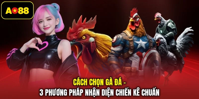 Cách Chọn Gà Đá - 3 Phương Pháp Nhận Diện Chiến Kê Chuẩn