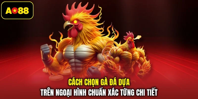 Cách chọn gà đá dựa trên ngoại hình chuẩn xác từng chi tiết