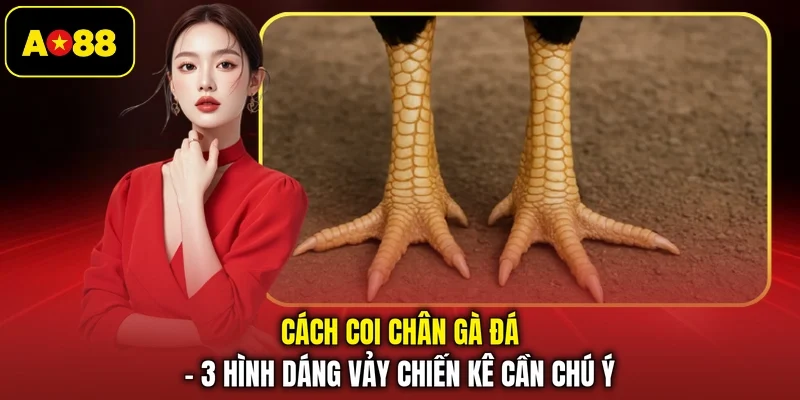 Cách Coi Chân Gà Đá - 3 Hình Dáng Vảy Chiến Kê Cần Chú Ý