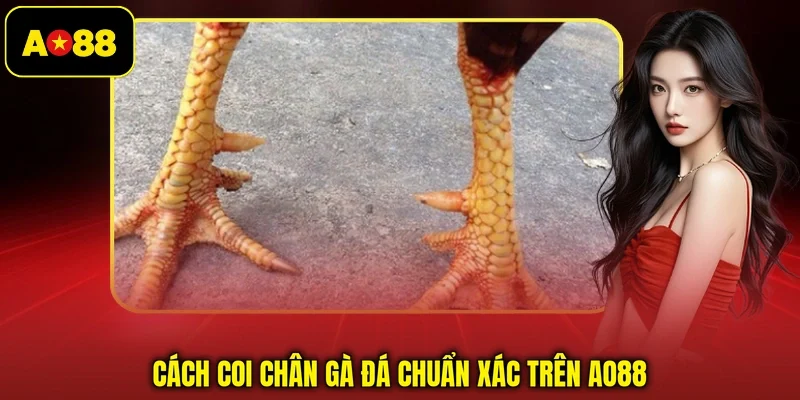 Cách coi chân gà đá chuẩn xác trên AO88