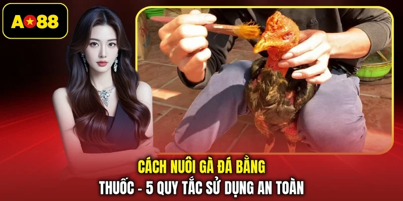 Cách Nuôi Gà Đá Bằng Thuốc - 5 Quy Tắc Sử Dụng An Toàn