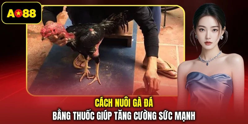 Cách nuôi gà đá bằng thuốc giúp tăng cường sức mạnh
