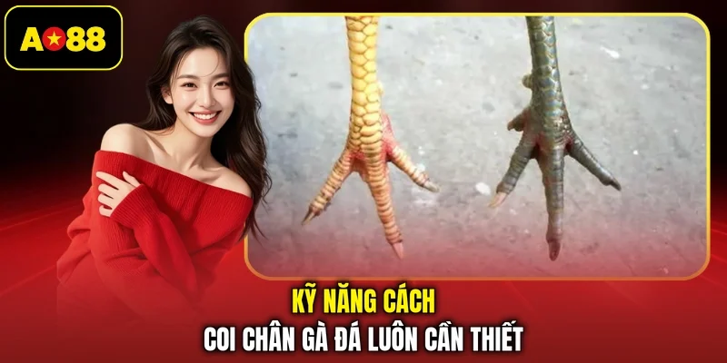Kỹ năng cách coi chân gà đá luôn cần thiết