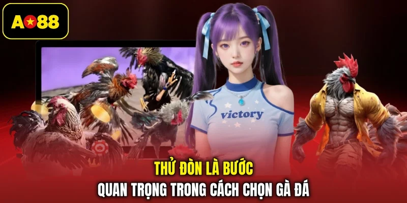 Thử đòn là bước quan trọng trong cách chọn gà đá