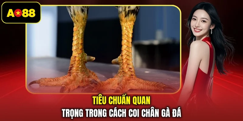 Tiêu chuẩn quan trọng trong cách coi chân gà đá